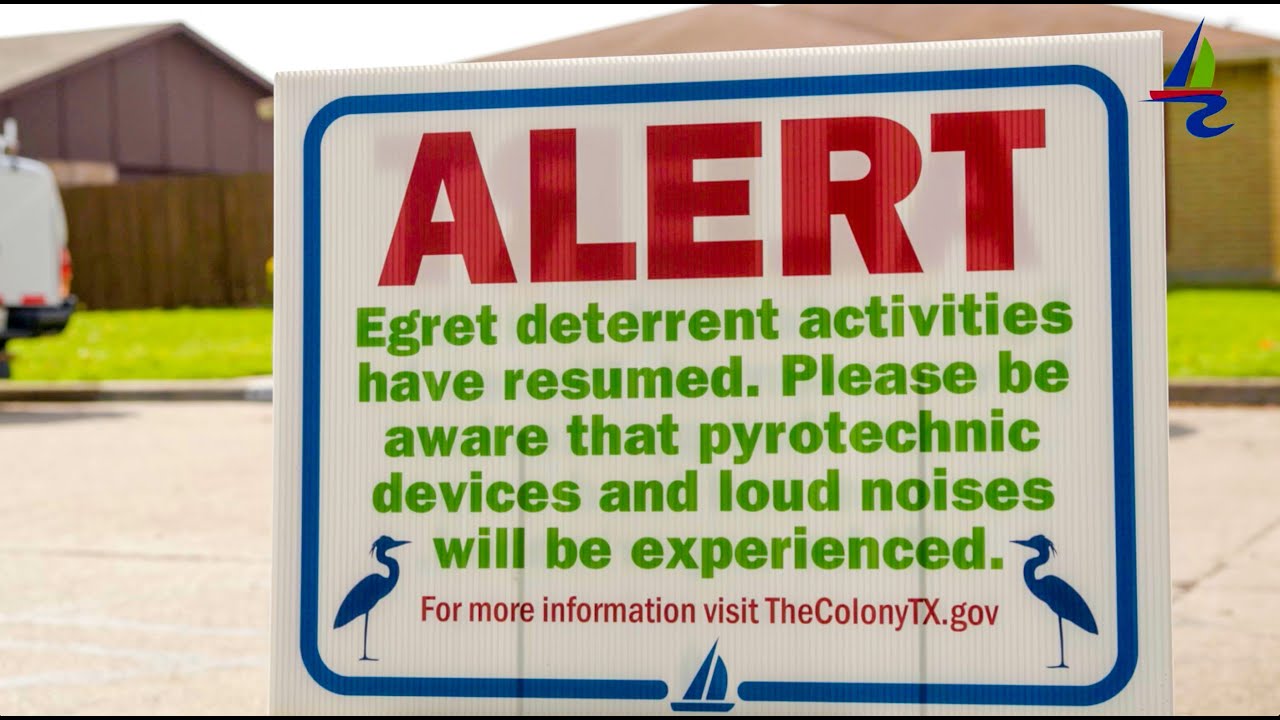 Egret Hazing in The Colony