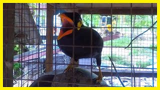 A MYNAH BIRD MIMICS A REVVING MOTORBIKE