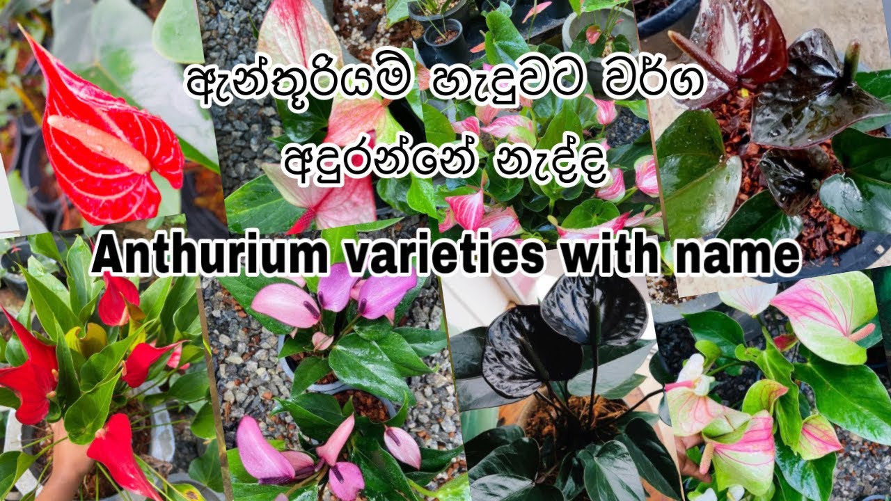Anthurium varieties with name - Anthurium wagawa sinhala - මල් හැදුවට වර්ග අදුරන්නේ නැද්ද? #hishi