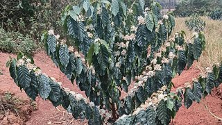 Organic coffee Farming//Hole prep//hole filling// seedlings planting//maximum production.#garden 