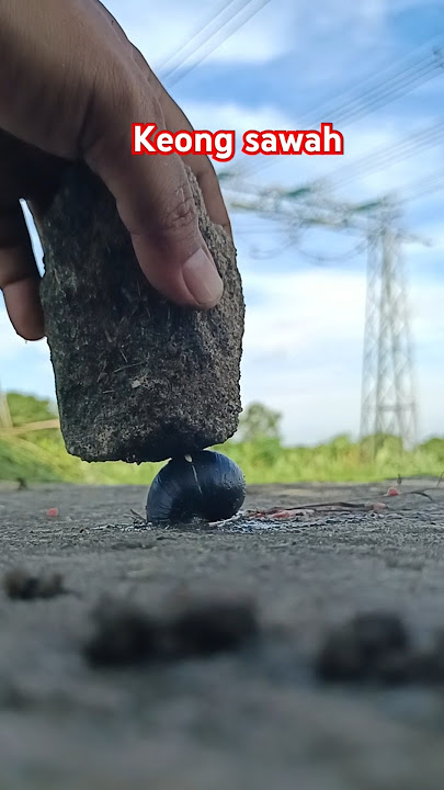 kserem keong sawah warna hitam #siput #keong #bekicot #snail