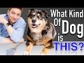All Dog DNA Tests are not Created Equal