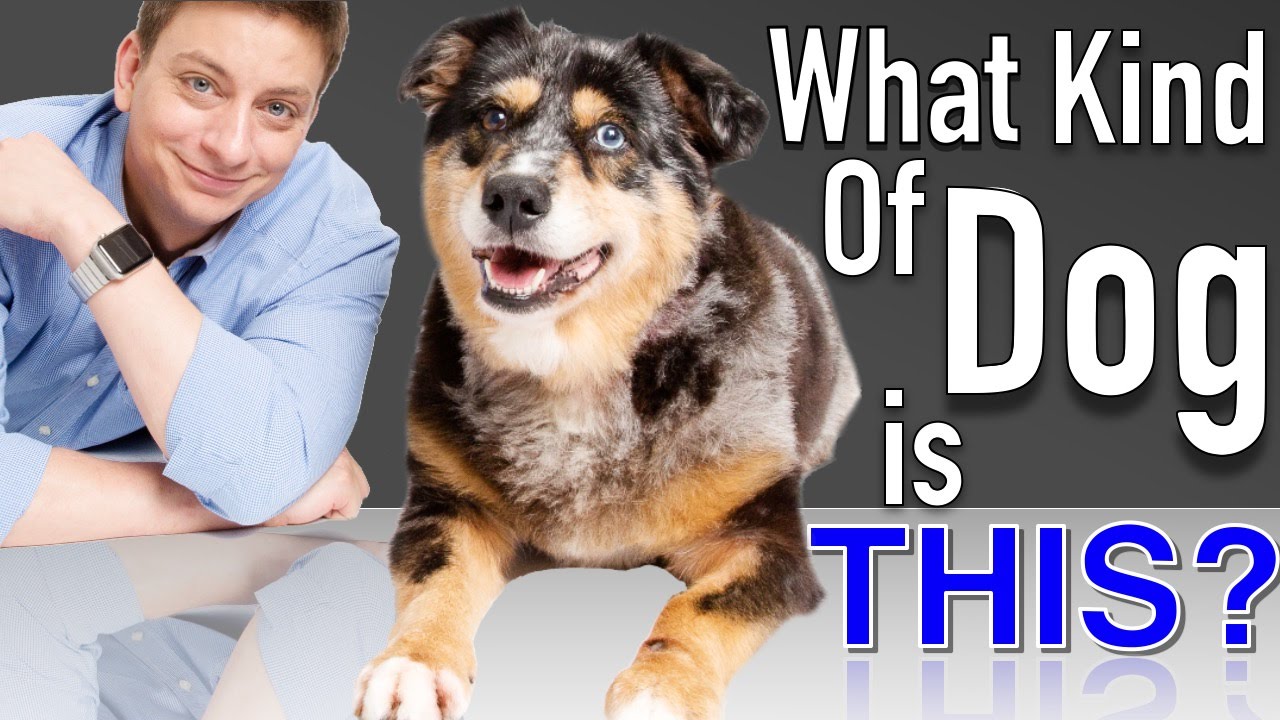 All Dog Dna Tests Are Not Created Equal