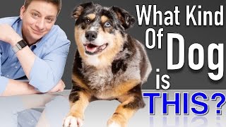 All Dog DNA Tests are not Created Equal