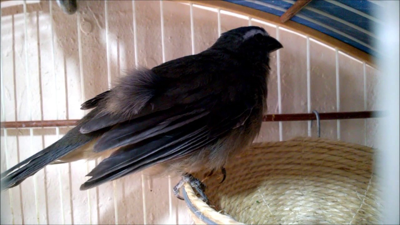 Canto De Trinca Ferro Baixar No Celular Femea De Trinca Ferro Pedindo Gala Video De 1 Hora Youtube