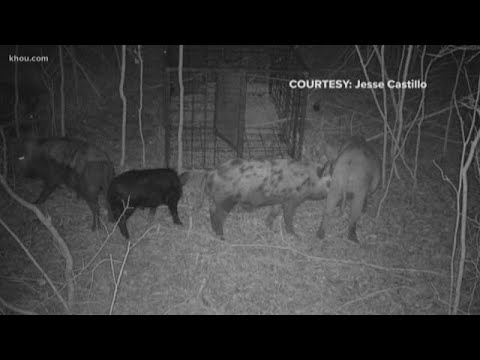Community votes to pay $25K for consultant to get rid of feral hogs in The Woodlands