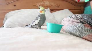 ASMR: Cockatiel Asks for Head Scratch