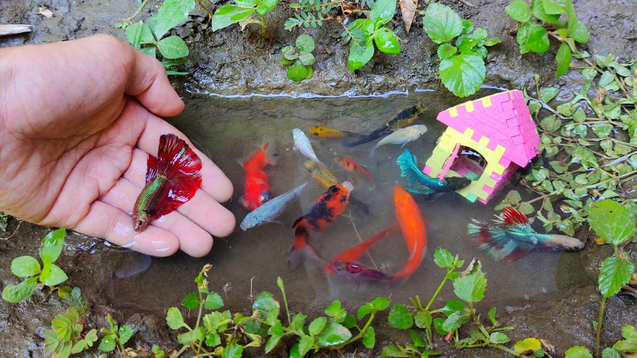 Wow! Tangkap ikan cupang warna warni, ikan molly balon, ikan mas koki, ikan lele, glowfish, channa
