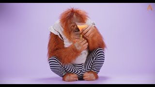 Animalia - Orangutan Rosie tries various refreshments ASMR