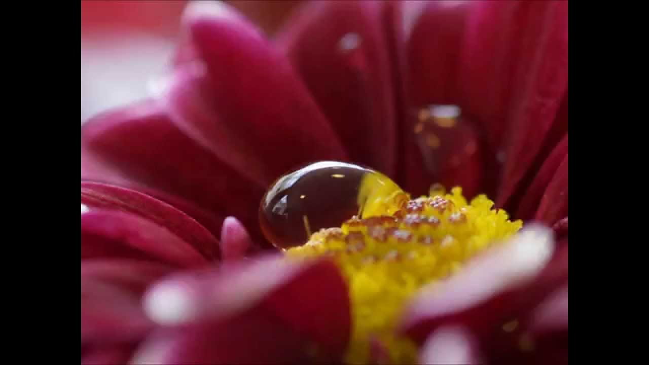 Water Drops on Flowers 3 YouTube