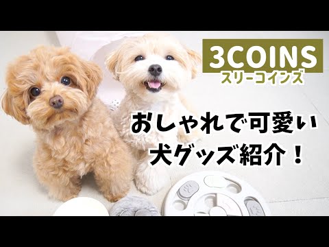 【3COINS】スリーコインズの可愛すぎる犬グッズを紹介♪おすすめ購入品紹介！【犬用品】