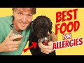 Raw Dog Food Is Better For Allergy