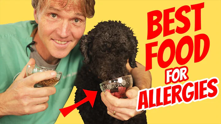 Why Raw Dog Food is the Best Diet for Dogs with Allergies