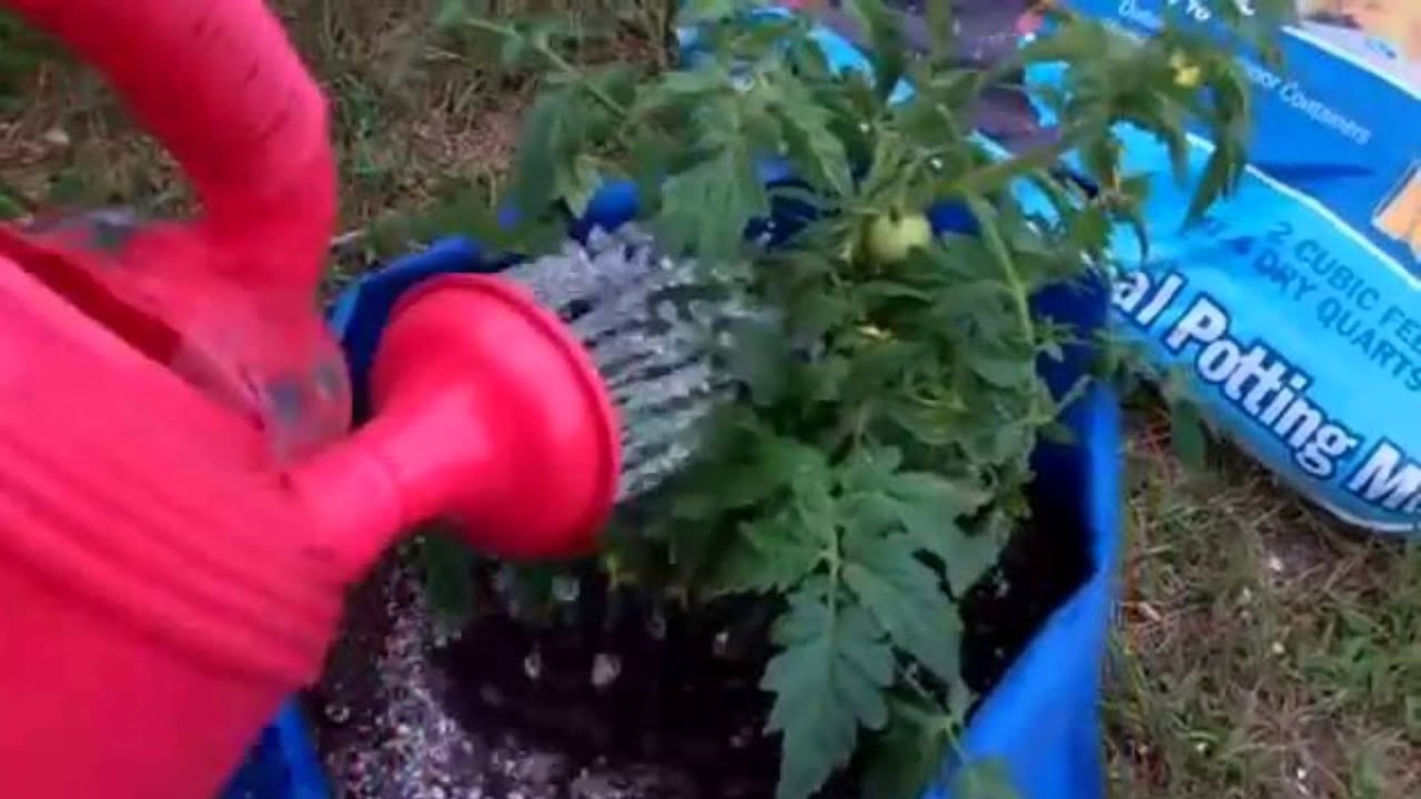 How To Reuse Your Potting Mix Save A Bunch Of Money You