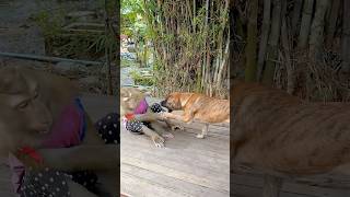 Sokyaa Shows Excitement Around Tiger Friend - Heartwarming Bond