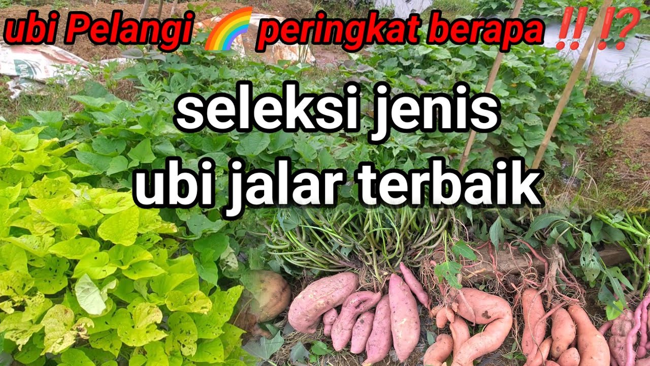 Membandingkan Hasil Panen Ubi Jalar dari Berbagai Varietas Persilangan | Seleksi Umur 2 Bulan 🌱