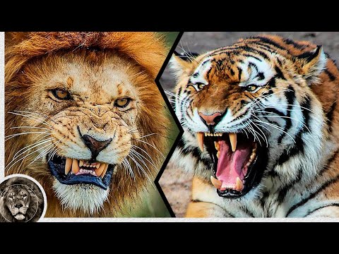 Видео: Разлика између амурског леопарда и амурског тигра