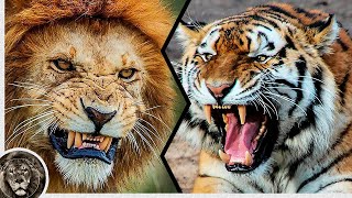 Amur Tiger kills Leo, who stood in his way / Lion vs Tiger