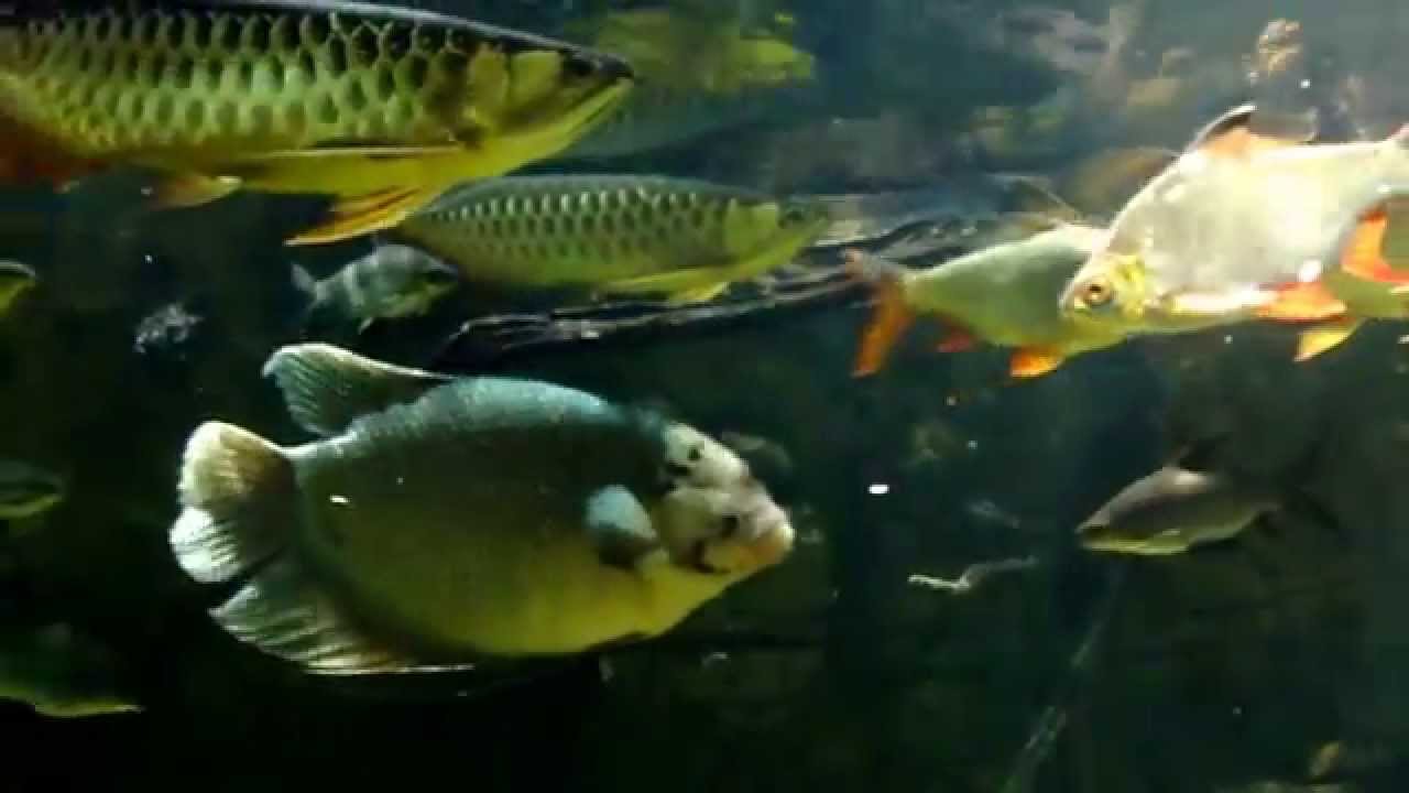 東南亞大型魚混泳水槽 South East Asian Monster Fish Tank Youtube