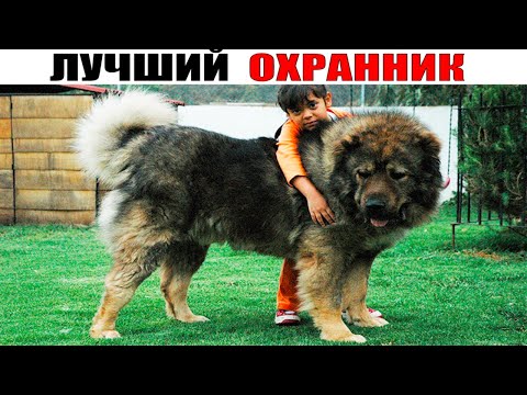 Видео: Кавказская овчарка
