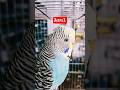Azul Celeste ( Periquito de cor ) budgies