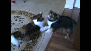 The Sharing Song - Raffi - GROWLING DOGS