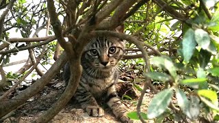 植え込みの中で暑さを凌ぐ野良猫親子