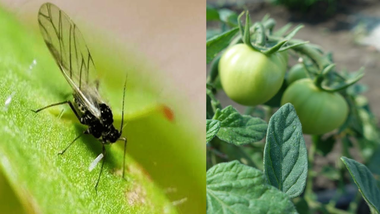 Тля на помидорах: как избавиться в домашних условиях и профилактика от черной тли на томатах