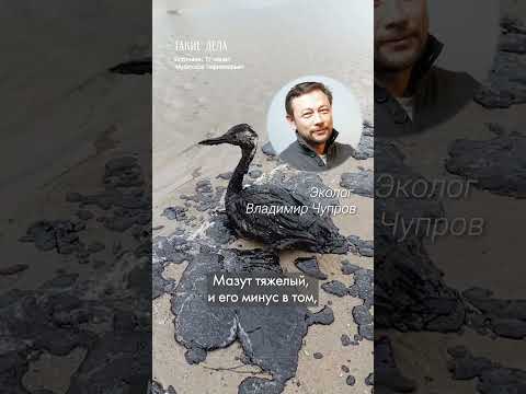 Нужны волонтёры — спасать птиц в Керченском проливе