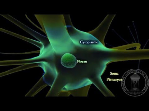 Vidéo: Qu'est-ce que la membrane de l'axolemme ?