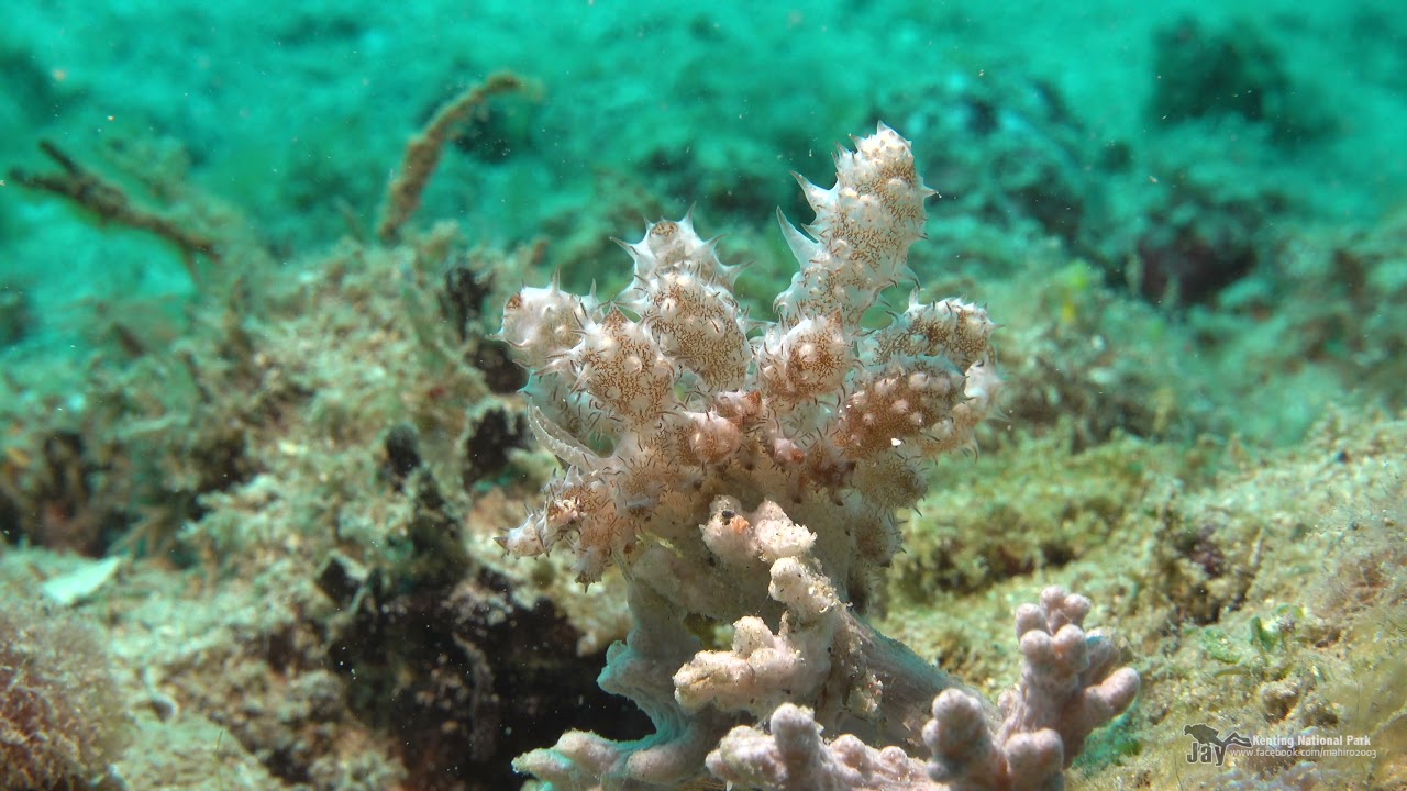 Phyllodesmium koehleri