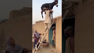 Hayret Nasıl Olur Yaa मड