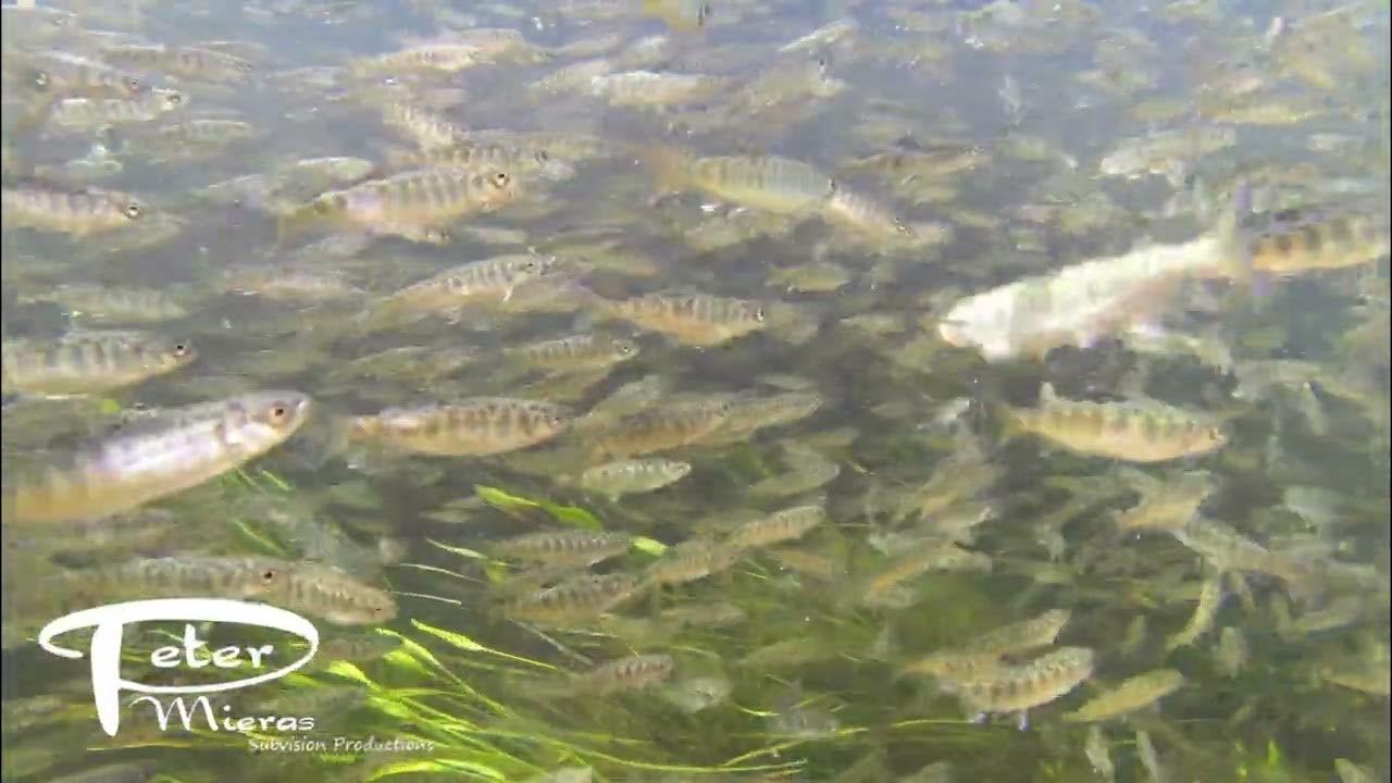 Juvenile chinook salmon smolts 4K underwater stock footage - YouTube