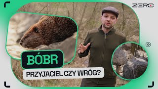 GATUNEK ZERO #4: JAK BOBRY BUDUJĄ TAMY I DLACZEGO KORZYSTAŁY ZE SPADOCHRONÓW