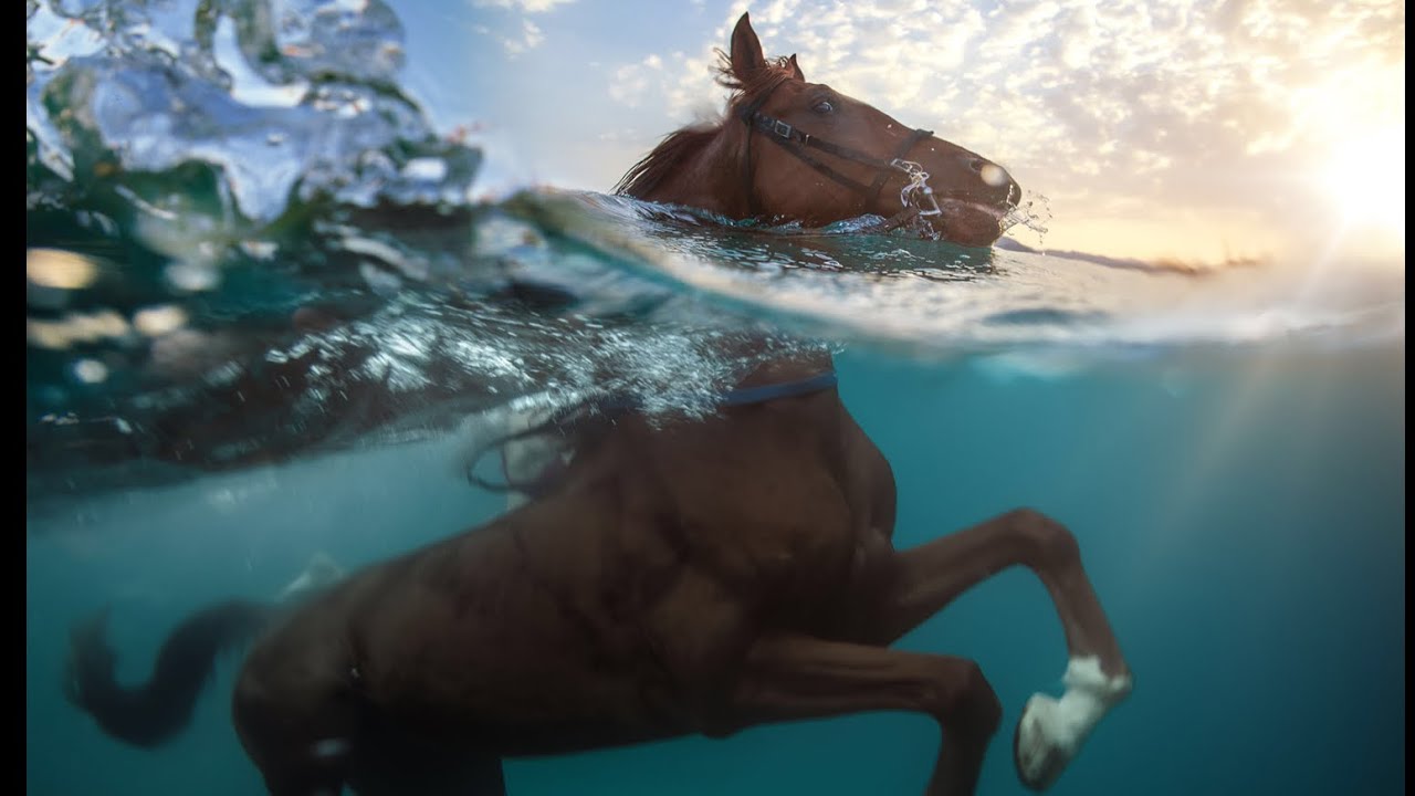 Horse drowns YouTube