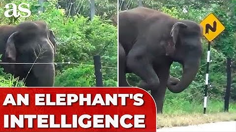 In an ASTOUNDING display of INTELLIGENCE, an ingenious ELEPHANT defeats an electric fence