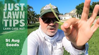 St Augustine Grass Seed In The Lawn - What Does It mean?