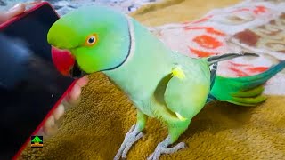 Amazing Talking Parrot Saying Mian Mithu Gee In Urdu Hindi