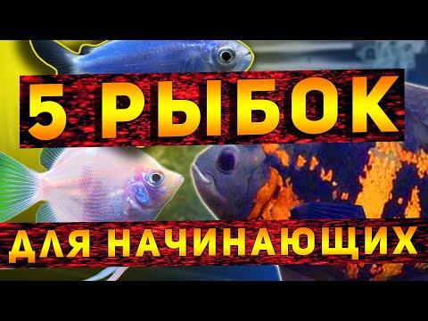 Вопрос: Какие аквариумные рыбки самые неприхотливые Названия этих рыб?