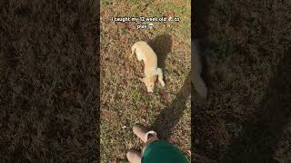 he is so smart! #puppy #goldenretriever