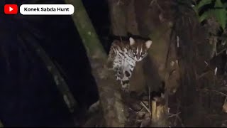 Ketemu macan akar saat berburu Musang // kucing hutan