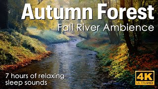 Autumn Forest - Fall River Ambience - Nature Sounds for Sleep - River Sounds - Relax - Study - 7 hrs