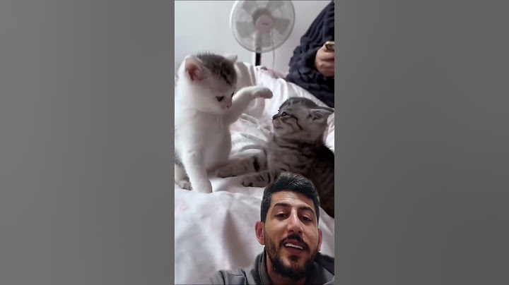 فيديو لعب قطط وصل اكثر من ٣ مليون لايك !!