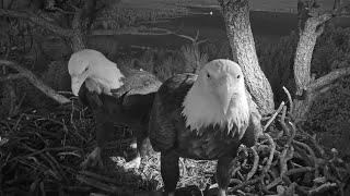 FOBBV Bald Eagles 🦅 Jackie & Shadow do a little nest-keeping 🧹before bedtime 🌙 2024 Apr 28