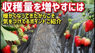 「いちご栽培 いちご農家」収穫量を増やすには 暖かくなってきたからこそ気をつけるポイントご紹介 「いちご栽培 いちご農家」収穫量を増やすには 暖かくなってきたからこそ気をつけるポイントご紹介