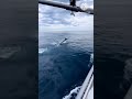 Sea fishing 🦦🎣