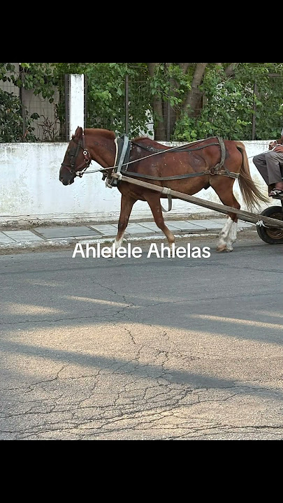 Ahlelele Ahlelas
