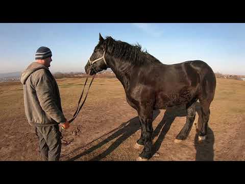 ЖЕРЕБЕЦЬ КАРАТ НА