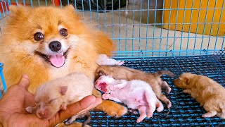 Day 5 Newborn Pomeranian Puppies
