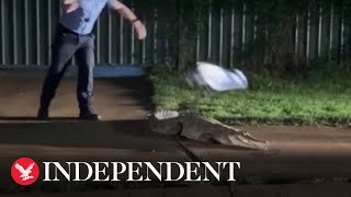 Crocodile lunges after officer tries to catch it with towel